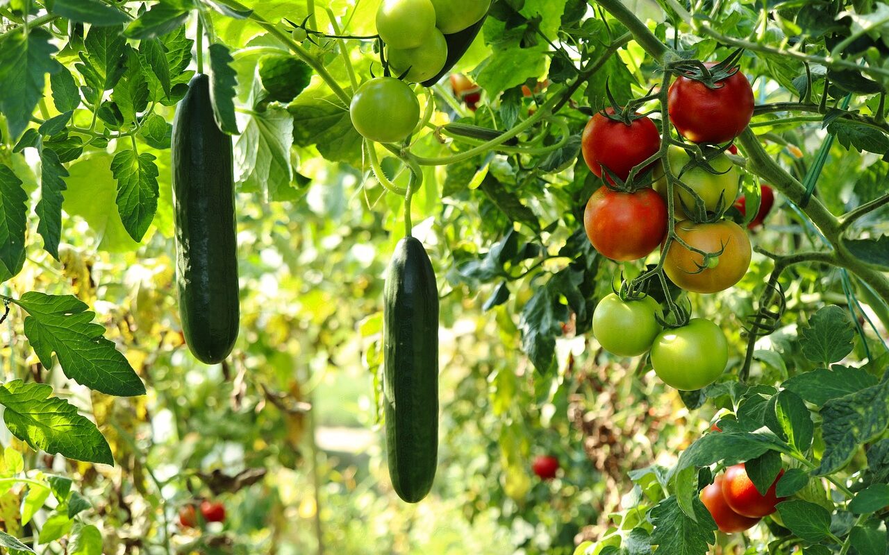 découvrez les joies du jardinage avec notre guide complet sur le potager. apprenez à cultiver vos propres légumes, à choisir les bonnes variétés et à entretenir votre jardin pour récolter des fruits savoureux et sains. commencez dès aujourd'hui votre aventure au fil des saisons !