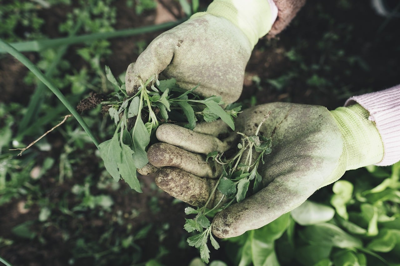 découvrez les avantages du jardinage biologique : une méthode respectueuse de l'environnement qui favorise la biodiversité, améliore la santé du sol et offre des récoltes savoureuses et nutritives. apprenez à cultiver votre propre jardin tout en préservant la planète.