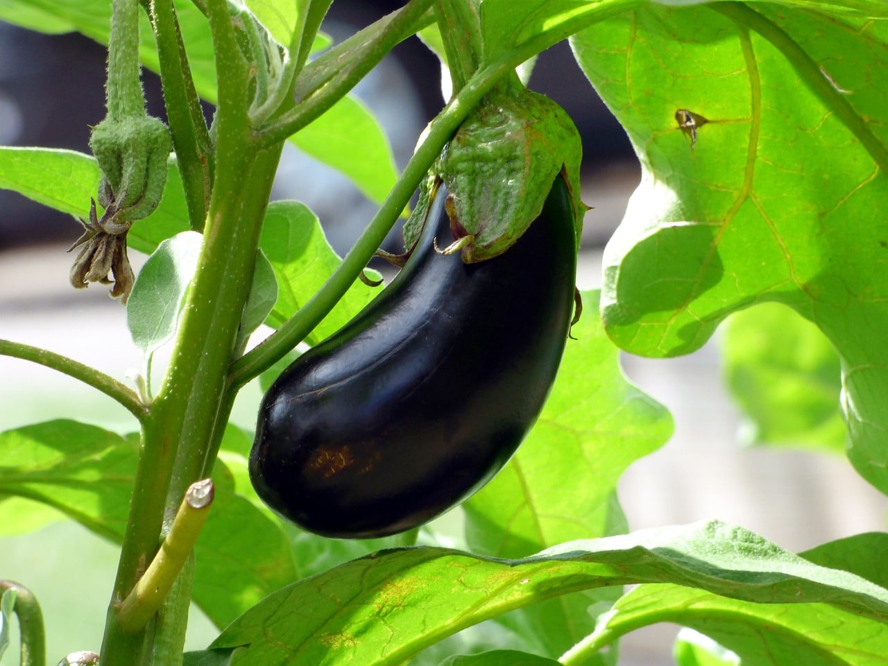 découvrez comment créer et entretenir un jardin potager luxuriant avec nos conseils pratiques. apprenez à cultiver vos propres légumes, fruits et herbes, tout en profitant des bienfaits du jardinage pour votre santé et votre bien-être.