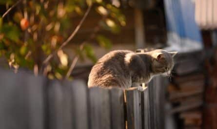 découvrez comment choisir la clôture de jardin idéale pour sécuriser et embellir votre espace extérieur. des conseils pratiques sur les matériaux, designs et installations.